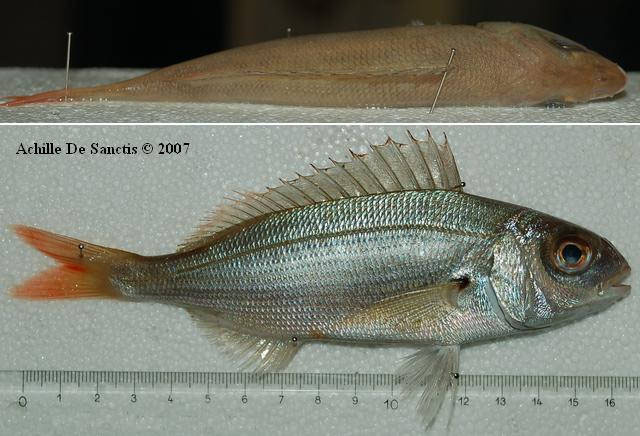 Pagellus acarne (Risso, 1827)